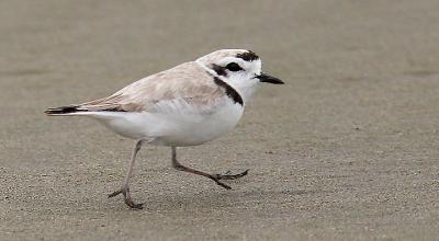 Snowy Plover, alternate adult