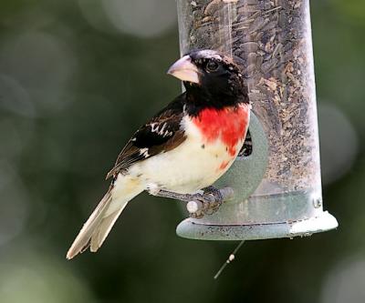 Rose-breasted Grosbeak, SY male (1 of 2)