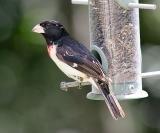 Rose-breasted Grosbeak, SY male (2 of 2)