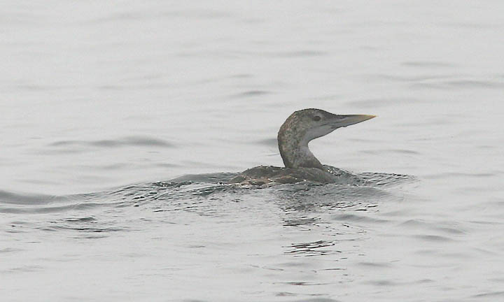 Yellow-billed Loon, 1st alternate
