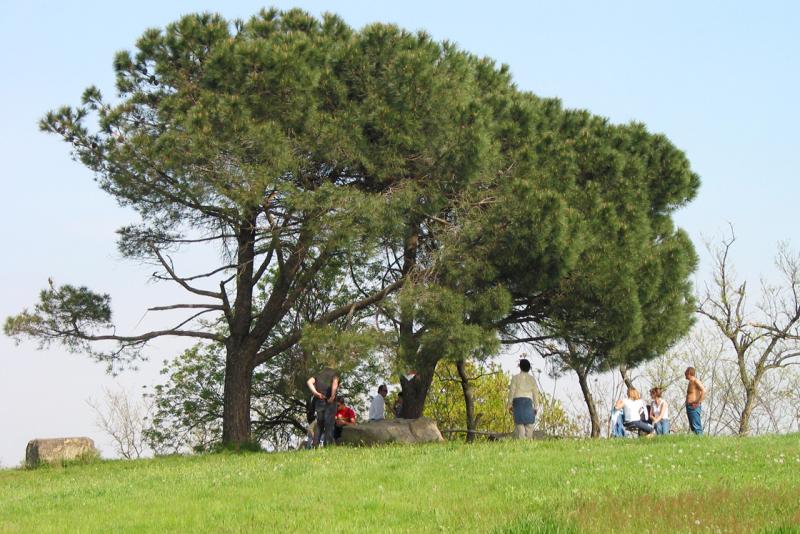 A meadow above Villa Beatrice