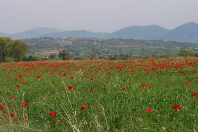 A field of poppies and a view of Montefalco