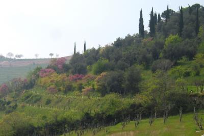 View---on a walk through Valnogaredo