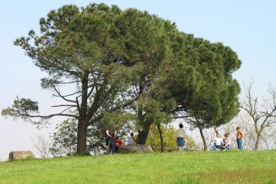 A meadow above Villa Beatrice