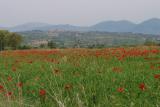 A field of poppies and a view of Montefalco