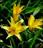 Park flowers