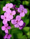 Park flowers 2