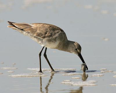 Willet with Sand Flea