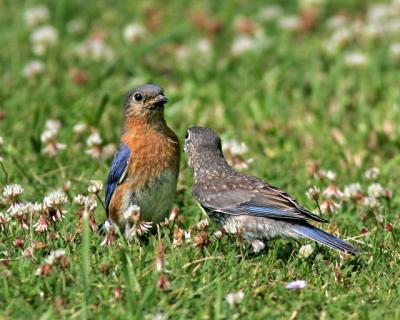 Mother with Juvenile Bluebird