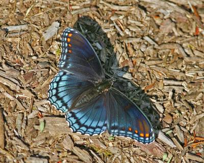 Red Spotted Purple (2005)