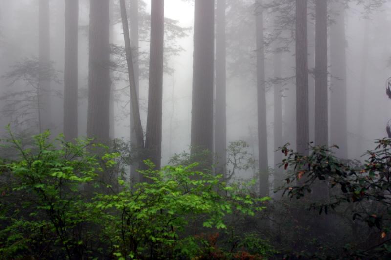 Redwoods Mist