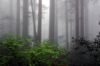 u26/jrichard/medium/43559931.Redwoodsrs.jpg