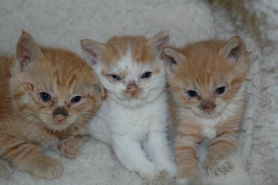 u26/jrobbins/medium/43292218.FirstKitties.jpg