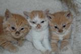 First Kitties of the Season