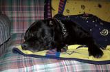 Black Jack