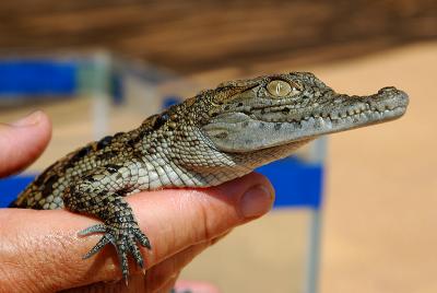 Baby crocodile