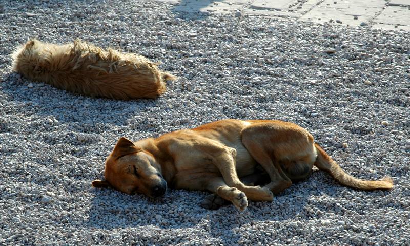 Sleeping dogs at Luxor