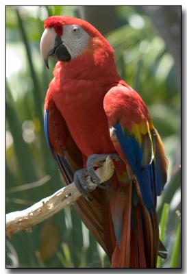Macaw1.jpg