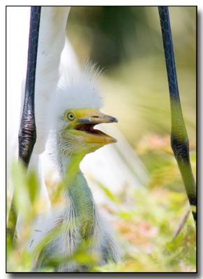 Egret3.jpg