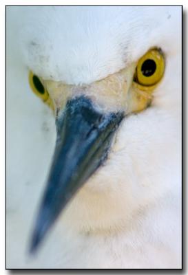 Egret7.jpg