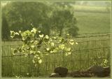 Evening-light-on-the-Meadow.jpg