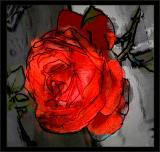 Lonely-Rose.jpg