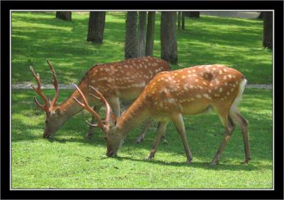  Free roaming deer in Nara park