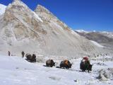 yaks coming from Khumbu in Nepal