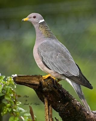 Band-tailed Pigeon