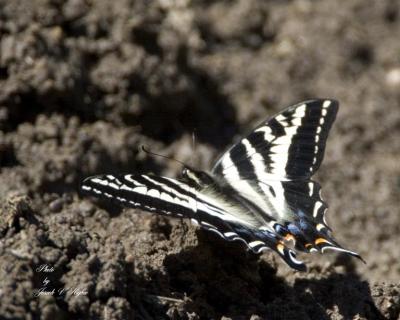 Pale Swallowtail