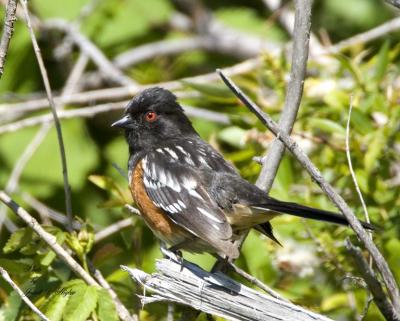 Spotted Towhee