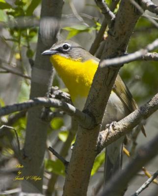 Yellow-breasted Chat