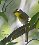 Yellow-breasted Chat