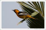 Bullocks oriole