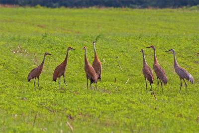 sandhill cranes