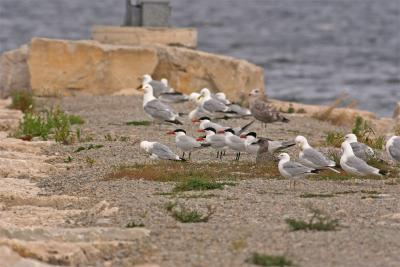 terns and gulls