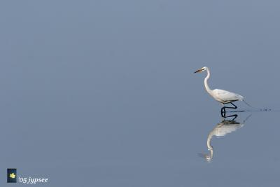 great egret on glassy gulf