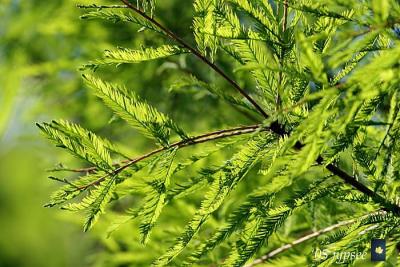 cypress needles