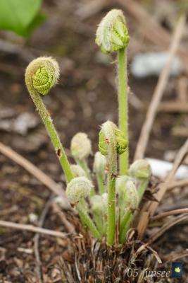 fiddleheads