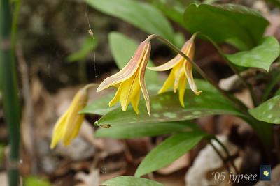 yellow troutlily