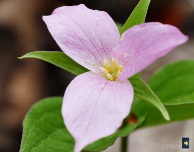 fading large-flowered trillium