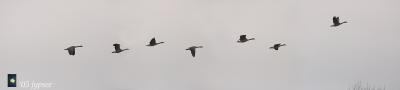 canada geese flyby panorama