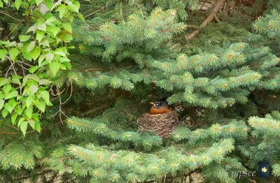 robin on the nest