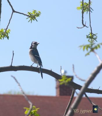 bluejay in black walnut tree