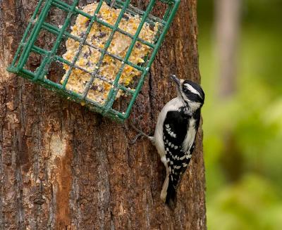 hairy woodpecker on suet feeder