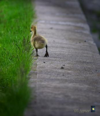 little goosey