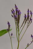 blue vervain