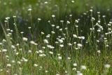 hoary alyssum. in the prairie