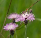 spotted knapweed