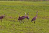 sandhill cranes. feeding at dusk